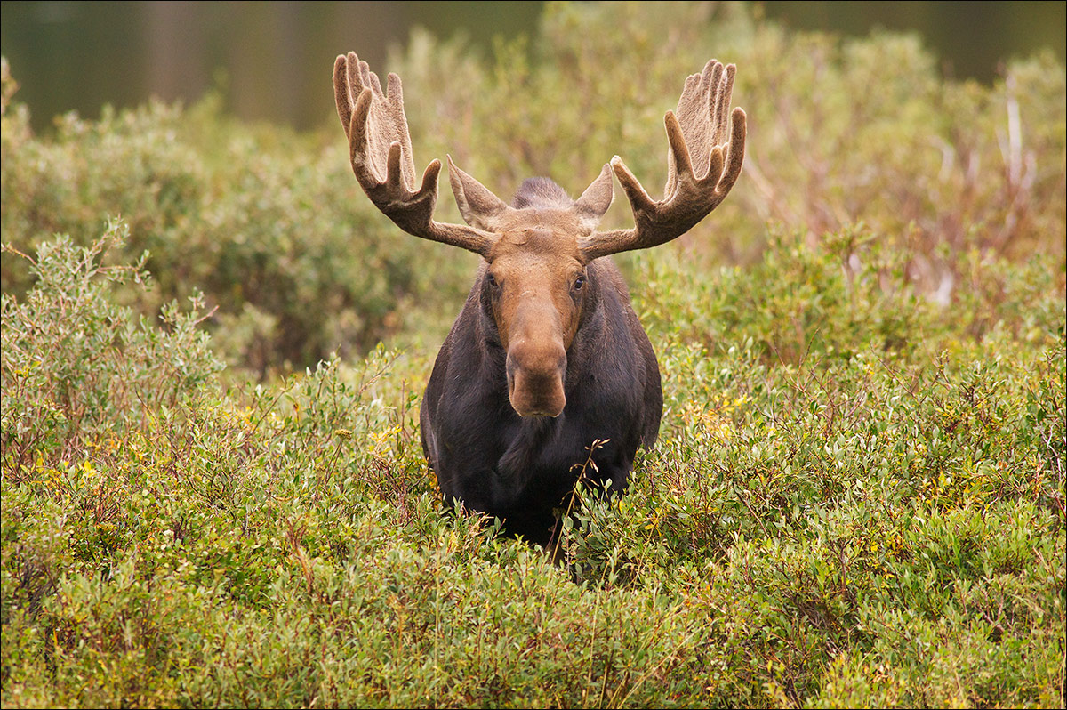 &nbsp;A large bull moose feeds on willows on an August morning. Moose have just recently migrated to the eastern side of the...