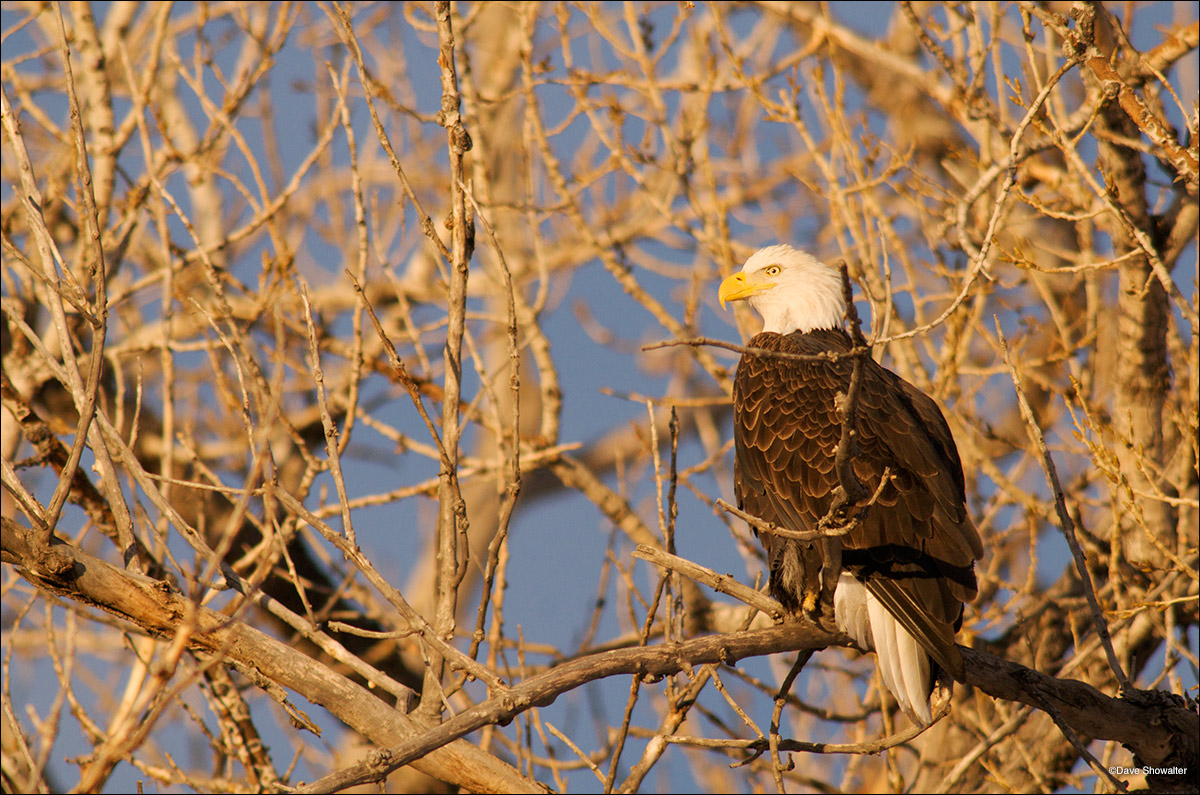 A wintering bald eagle "loafs" in a cottonwood tree at Rocky Mountain Arsenal NWR, CO. The image was made just before sunset...