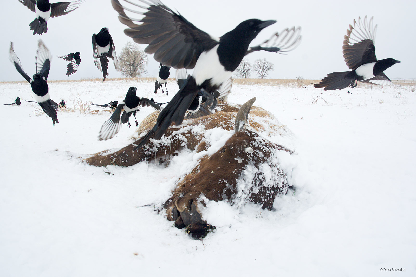 Back-billed magpies take flight when a coyote arrives to feed on a bison carcass that sustained scavengers to the site for several...