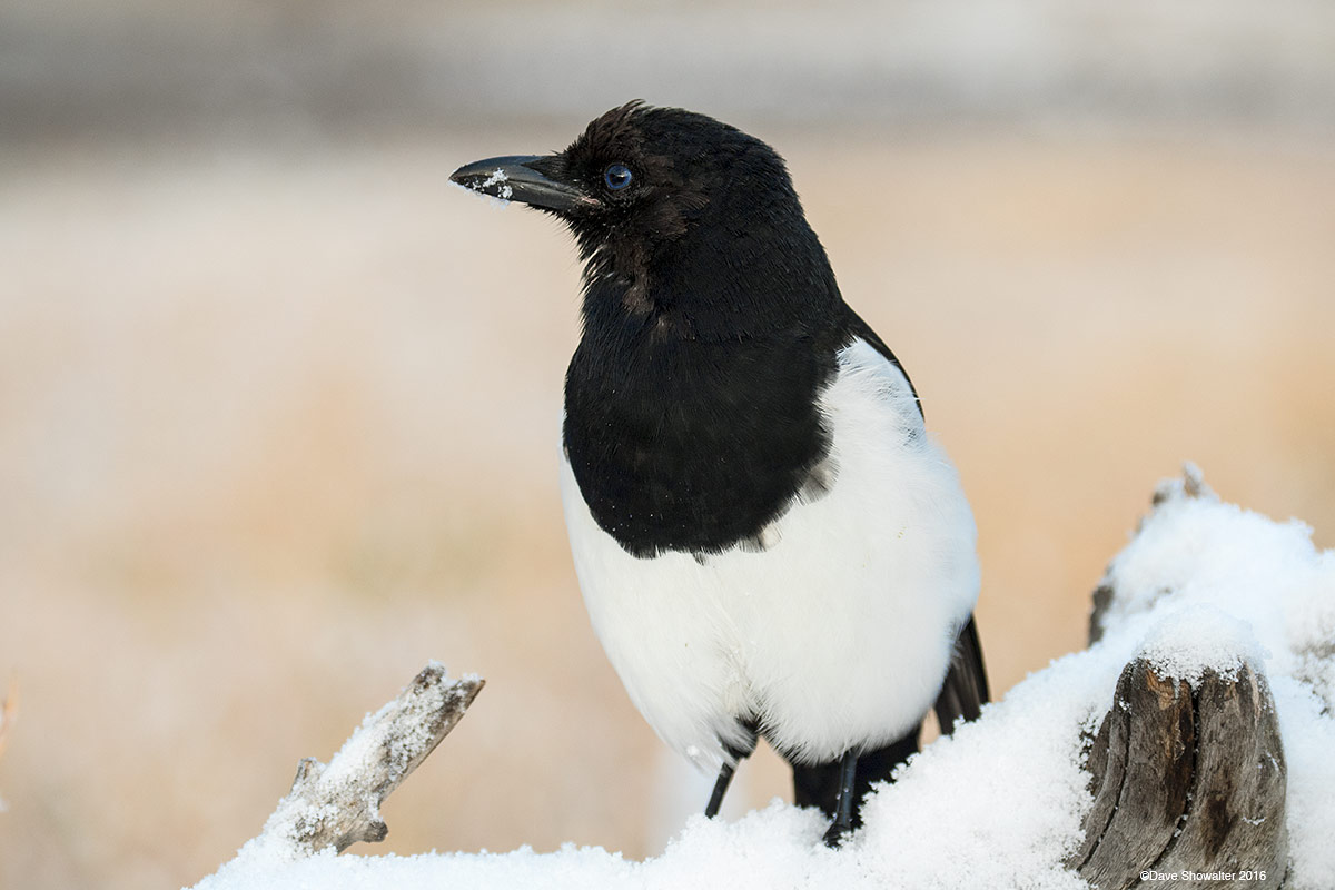 Black-billed magpies, common in the west are notoriously smart corvids that are challenging to photograph. Squawking, chattering...