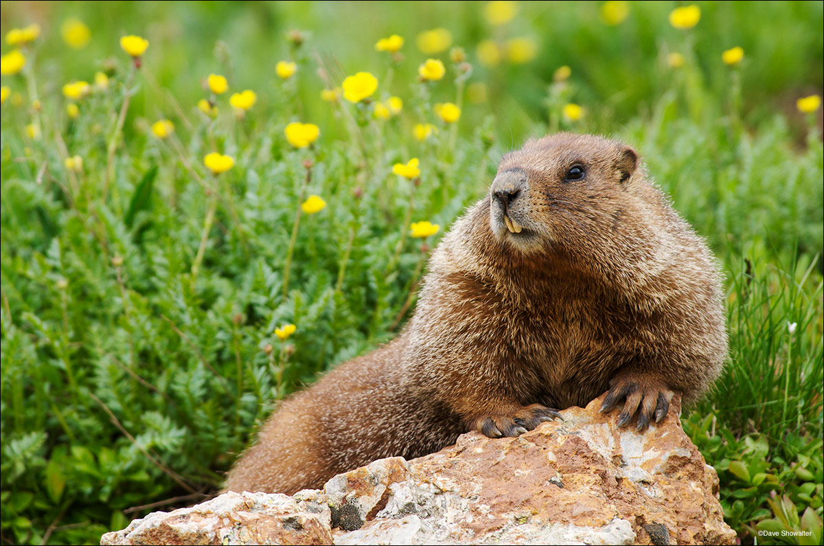 A yellow-bellied marmot, common in Colorado's alpine zone, raises up on a rock over his burrowed world below. These large rodents...