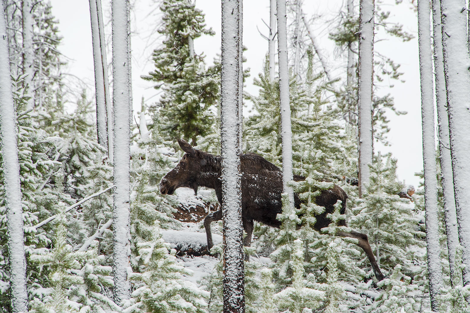 A young bull moose&nbsp;climbs a frosted hill near the Colorado River as an intense, short-lived spring snow squall winds down...