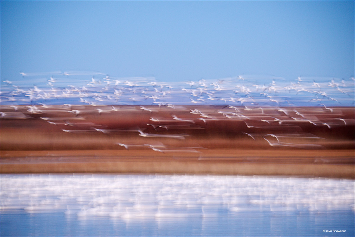 Snow geese swirl around a small pond in early morning before landing for a short time. The geese, which number 40,000 in winter...