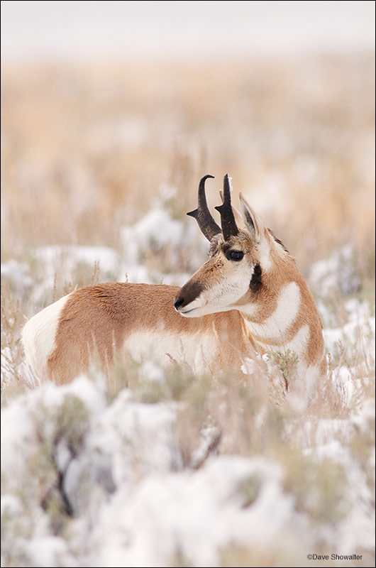 &nbsp;A member of the Teton pronghorn herd stands in fresh autumn snow at Antelope Flats. The first snow of the season started...