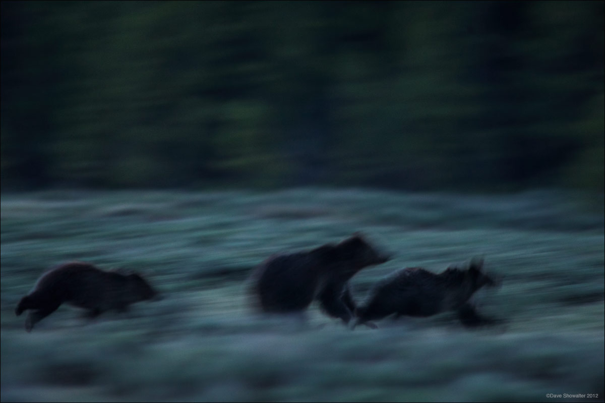 In near darkness, a grizzly bear sow and her two year old cubs run from Swan Lake Flats. The sow, known as "Quad mom" gave birth...
