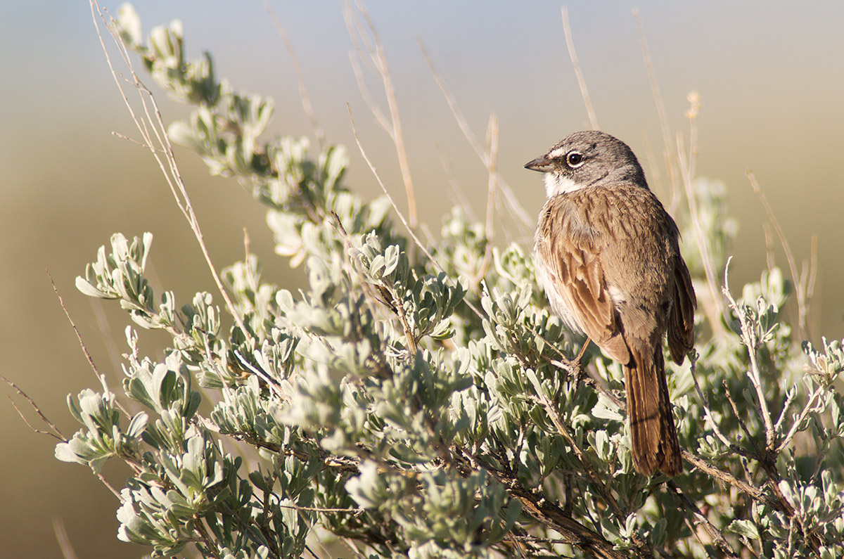 &nbsp;At the eastern end of his range, a sagebrush sparrow perches on Wyoming big sagebrush in Gunnison Basin. Just a few sagebrush...