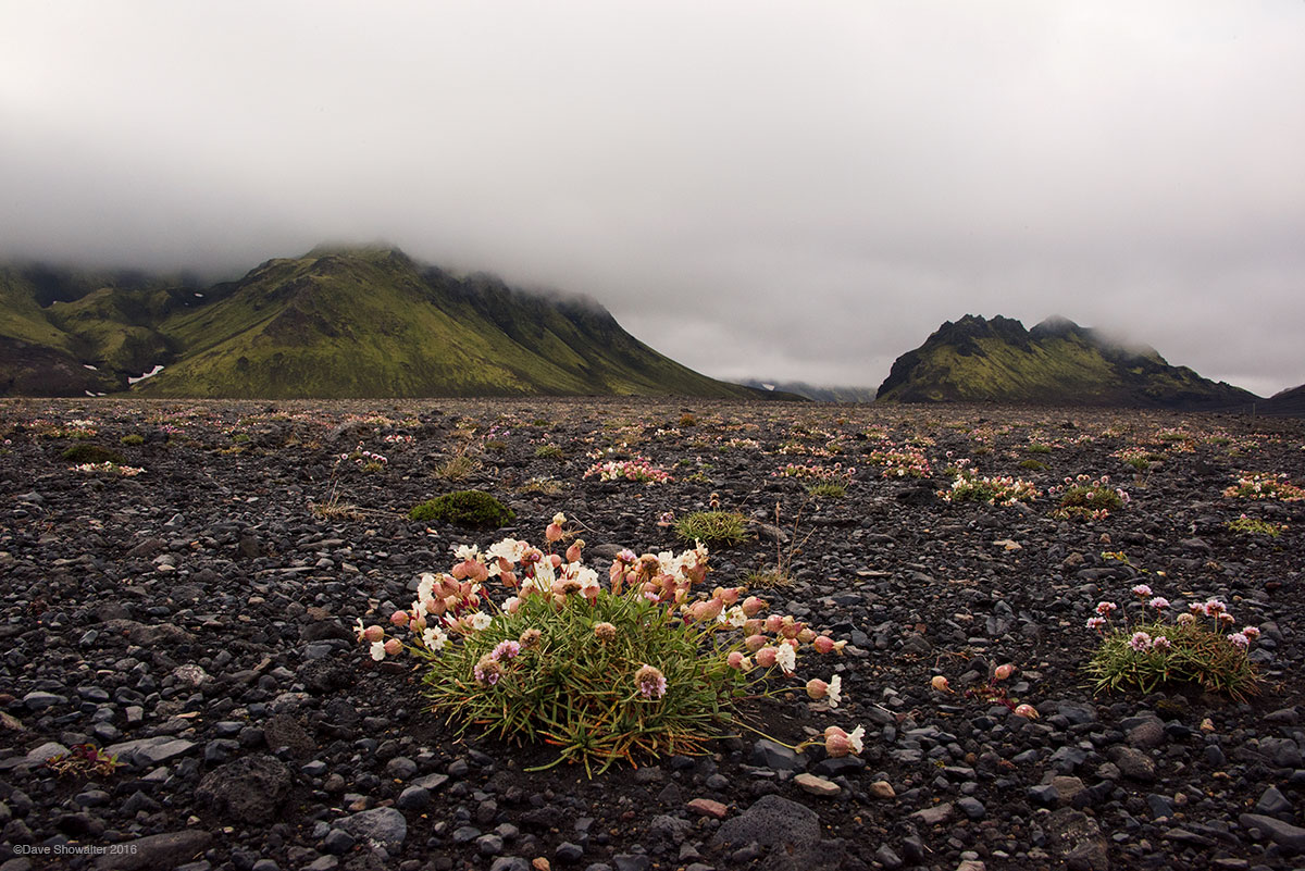 The Laugevegur trek in Iceland's Highlands travels through a black rock desert where sea campion blooms in colorful contrast...