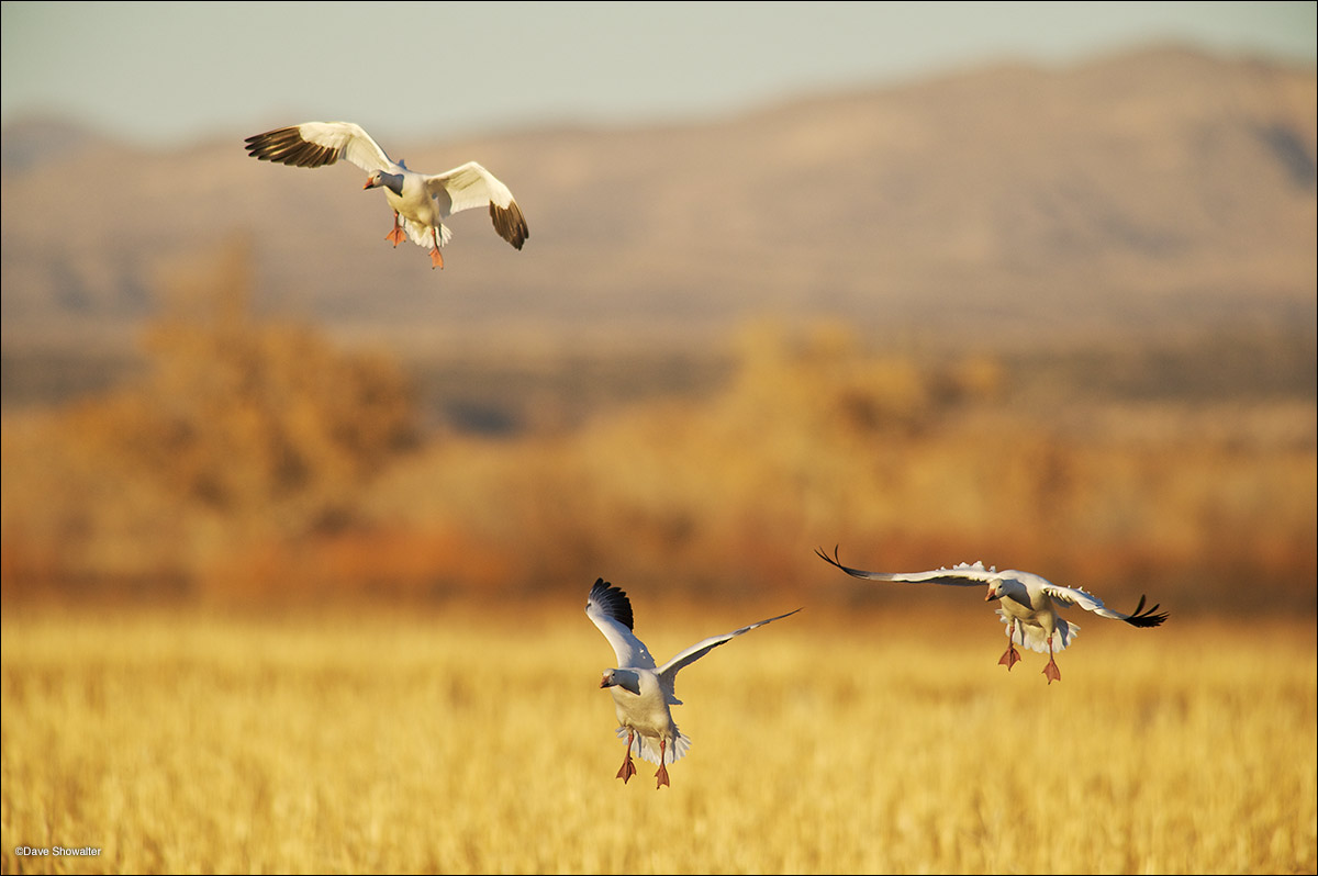 A trio of snow geese twist and turn as they drop into a cornfield in late afternoon light. At times, they comicly look like kernels...